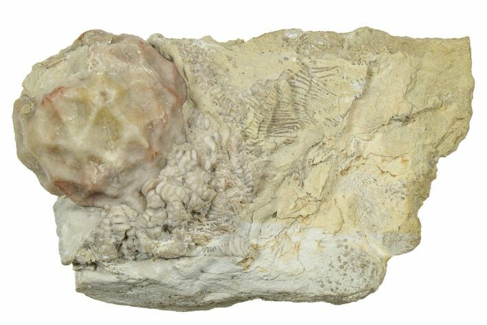 Fossil Crinoid (Rhodocrinus) Calyx - Iowa #327301